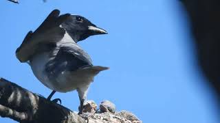 Cuckooshrike feeding chick insect [upl. by Naamana]