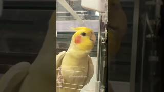 Nonstop Alarm ⏰️😅 cockatielscraze [upl. by Loredo]