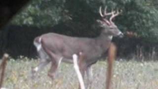 Whitetail Deer Hunt from Double Bull Ground Blind  Nice Buck [upl. by Gurney]