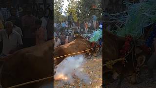 Jumping 🔥 Bull 🐂 Mass Entry 😱 Chandra giri jallikattuchittoorjallikattuchittoorrunwithvinay [upl. by Gayl]