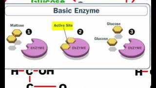 Dehydration Synthesis and Hydrolysis [upl. by Nivrad]