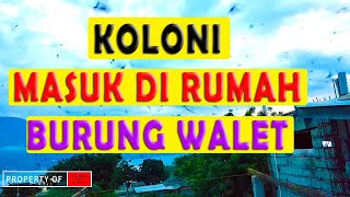 MENGAMATI BURUNG WALET MASUK DI SORE HARI DI LENGKAPI TIPS DAN TRIK BUDIDAYA WALET [upl. by Aneelehs]