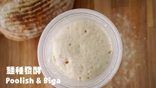 波蘭種老麵種做法解析 How To Make Poolish amp Biga [upl. by Nale]