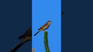 Common whitethroat Singing Tornsanger Dorngrasmücke gesang Grasmus geluid Cierniówka śpiew shorts [upl. by Sutniuq904]