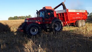 Moisson De Colza 2020  Case IH 2388 AxialFlow  Magnum 7240  Magnum 7110  LaCampagne [upl. by Aenit]