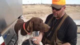 Steve Explains Mushers Secret  Gun Dog Supply [upl. by Andrel203]