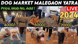 DOG MARKET MALEGAON YATRA 2024 đź”Ą  CHEAPEST DOG MARKET  NANDED [upl. by Rodenhouse]