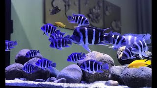 5 Beautiful Frontosa Cichlids Tank  Amazing Frontosa Aquarium at Home [upl. by Norvun]