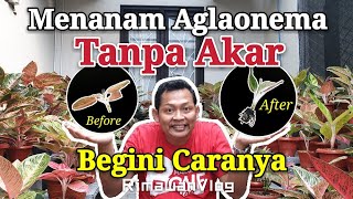 Eps 117 Cara Menanam Aglaonema Tanpa Akar amp Review Hasil  Rimawan Vlog [upl. by Eloise405]