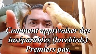 Comment apprivoiser des inséparables premiers pas  How to tame lovebirds first steps [upl. by Oiromed]