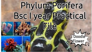 Phylum Porifera BSC1 year zoology particle file with classification 2021 [upl. by Kilam994]