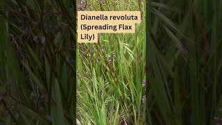 Dianella revoluta Australian Native Grass [upl. by Butler]