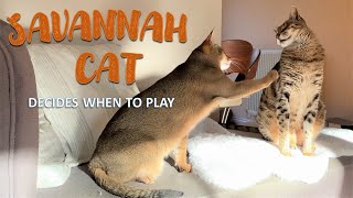 Savannah cat boss [upl. by Yared636]