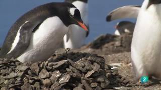 Curiosidades de las aves  Videos Educativos para Niños [upl. by Noraed]