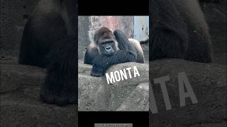 Gorilla 優しい顔立ちのモンタさん ゴリラ gorilla 千葉市動物公園 [upl. by Buseck488]