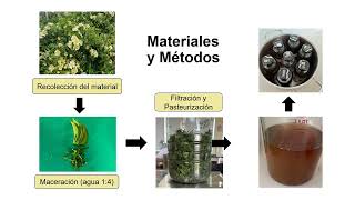 Efecto Microbicida del Mucílago de Pereskia aculeata M sobre microorganismos de Importancia [upl. by Eidson383]