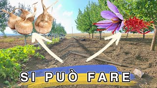 Come coltivare zafferano  parte 1  Si può fare Scopriamolo zafferano agricoltura howto [upl. by Francesca467]