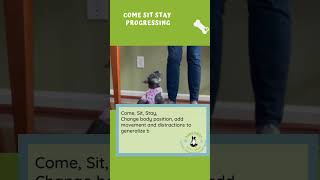 Come Sit Stay ok positivereinforcementtraining cutepuppy puppytraining [upl. by Andersen]