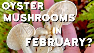 Mushroom Hunting in the Forest of Pacific Northwest  Foraging Oyster Mushrooms in February and more [upl. by Alieka]