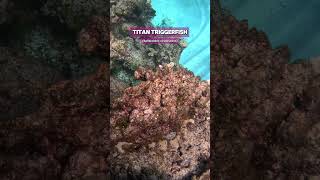 Huge Titan Triggerfish with a chunk missing  shorts ocean nature fish aquarium [upl. by Killian]