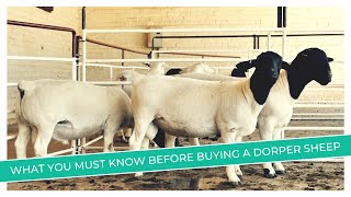 Dorper Sheep Price Revealed  Discover the Factors That Affect Prices [upl. by Virgina]