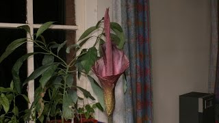 Amorphophallus Konjac Bloom Time Lapse [upl. by Yaras974]