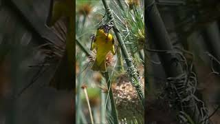 Village Weaver bird weaving nest  Textile of birds [upl. by Lucius247]