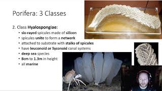 Phylum Porifera  3 Classes of Porifera [upl. by Smaoht]