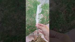 Ramassez les plumes blanches Witches  magic witchcraft babywitch tips witches [upl. by Ikkela]