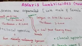 Ascaris lumbricoides Round Worm [upl. by Ahsaya]