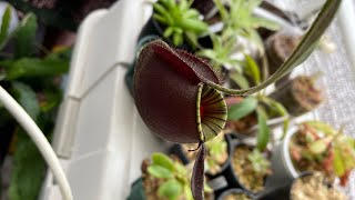 Nepenthes ampullaria black miracle ネペンテスアンプラリア [upl. by Laehcym]