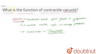 What is the function of contractile vacuole  CLASS 11  CELL  THE UNIT OF LIFE  BIOLOGY [upl. by Wenda863]