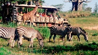 Kilimanjaro Safari Disneys Animal Kingdom Disney World HD Gorgeous Pandavision [upl. by Jacobs741]