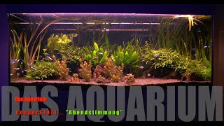 Eheim 240l  Das Aquarium  Neon Salmler Barben Smaragdprachtbarsch Amanogarnele  ABENDSTIMMUNG [upl. by Llertnahs237]