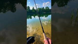 Another Bluegill on the Fly Rod fishing bluegill ll [upl. by Longwood]