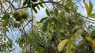 Sapote fruit Tree very tasty [upl. by Noet]