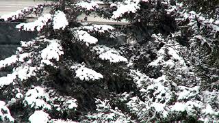 ❄️🌲Çam Ağaçları Ve Kış  Pine Trees And Winter ❄️🌲 [upl. by Resa]