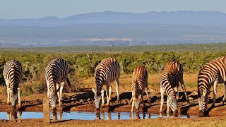 Zebra Herds Come For A Drink  Wonderful Wildlife  International Zebra Day [upl. by Htezzil]