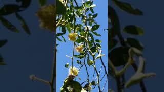 Manila Tamarind Or Camachile Volunteer Tree Organic amp Medicinal At My Garden [upl. by Adnauqaj]