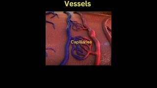 Vasculitis case🫀 by DrMukeshmedicine surgmedicalstudent medical doctor [upl. by Giralda6]