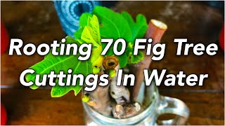 Rooting 70 Fig Tree Cuttings In Water [upl. by Ayamahs]