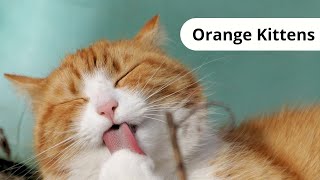 Orange Kittens Being Cute  The Most Adorable Ginger Cats 🧡 [upl. by Elacim]