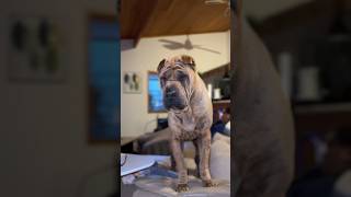 💕dog sharpei dogbreeds [upl. by Merkle]