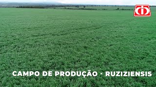 Confira o manejo no campo de produção de sementes da Ruziziensis [upl. by Ming501]