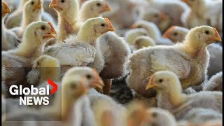 H5N1 avian influenza BC reports 1st human case of bird flu in teen [upl. by Haim]