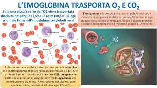 LEMOGLOBINA DI TRASPORTO [upl. by Fawcette]