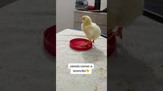 reel humor tiktok satoru pollo doggy parati viral shorts animales mascotas gato reel [upl. by Ayanad722]