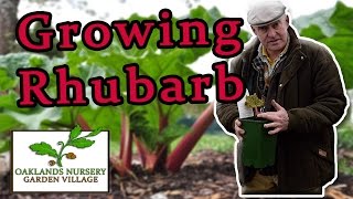 How to Grow  Rhubarb [upl. by Junie838]