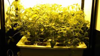 Grow Box Yields Biggest quotTrinityquot Hydroponic Grow Box [upl. by Adnohsal626]