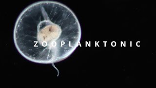 ZOOPLANKTONIC  plankton diversity [upl. by Franckot691]